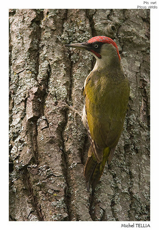 European Green Woodpecker male