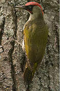 European Green Woodpecker