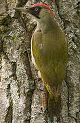 European Green Woodpecker