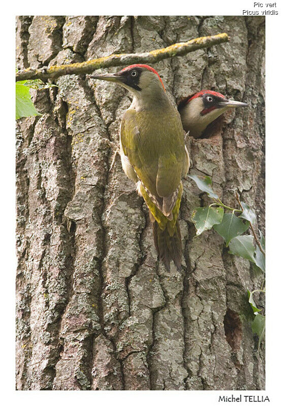 European Green Woodpecker 