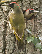 European Green Woodpecker