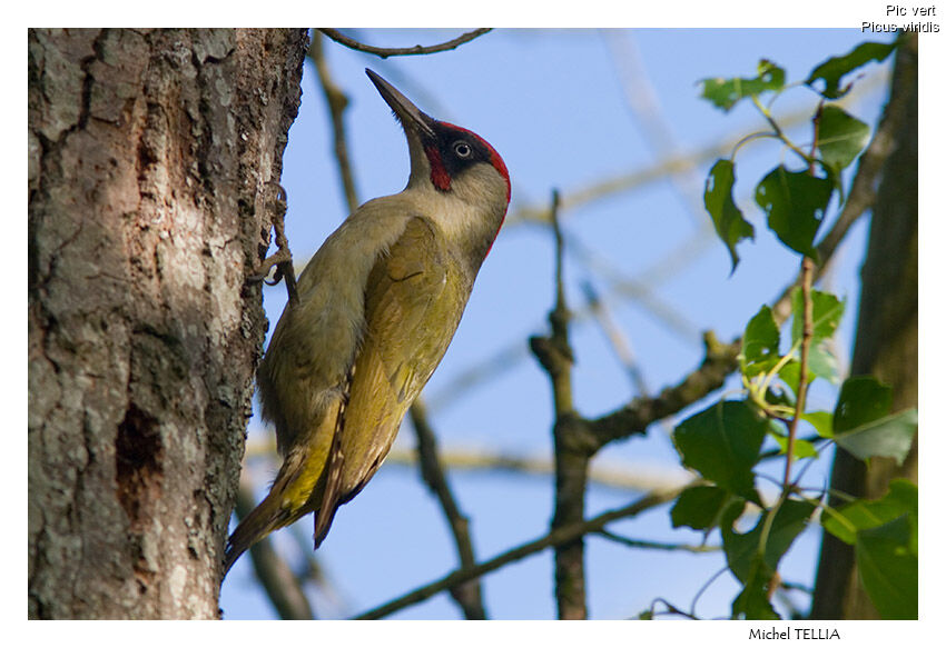 European Green Woodpecker male adult