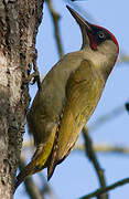 European Green Woodpecker