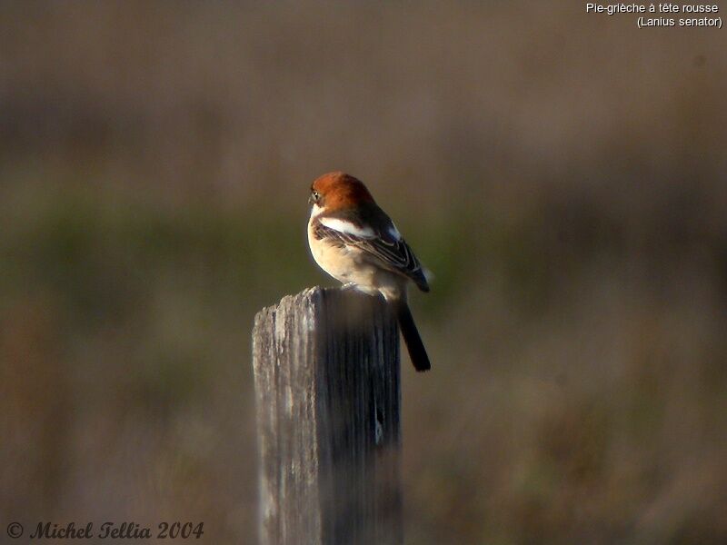 Woodchat Shrike