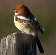 Woodchat Shrike