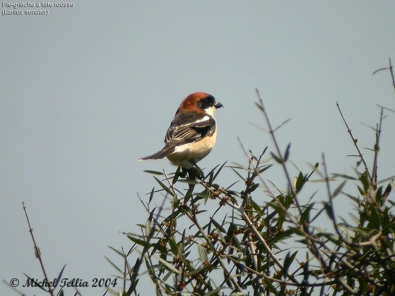 Woodchat Shrike