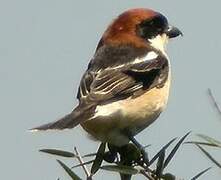 Woodchat Shrike