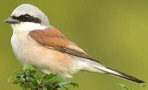 Red-backed Shrike