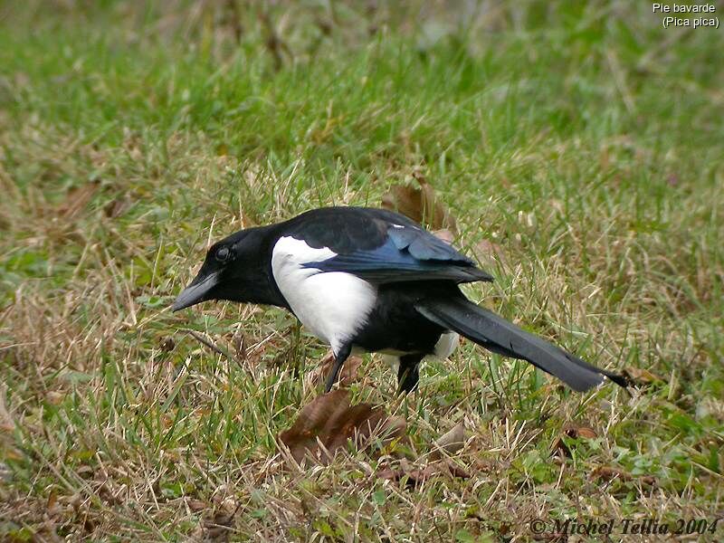 Eurasian Magpie