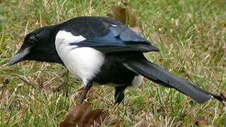 Eurasian Magpie