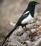 Eurasian Magpie