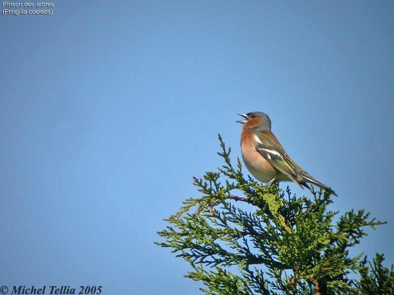 Pinson des arbres