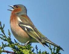 Common Chaffinch