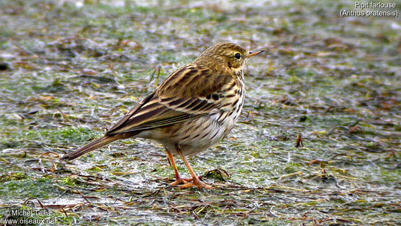 Pipit farlouse