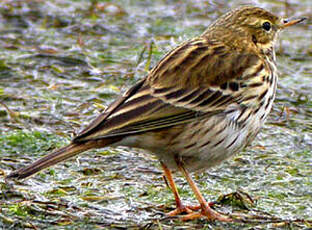 Pipit farlouse