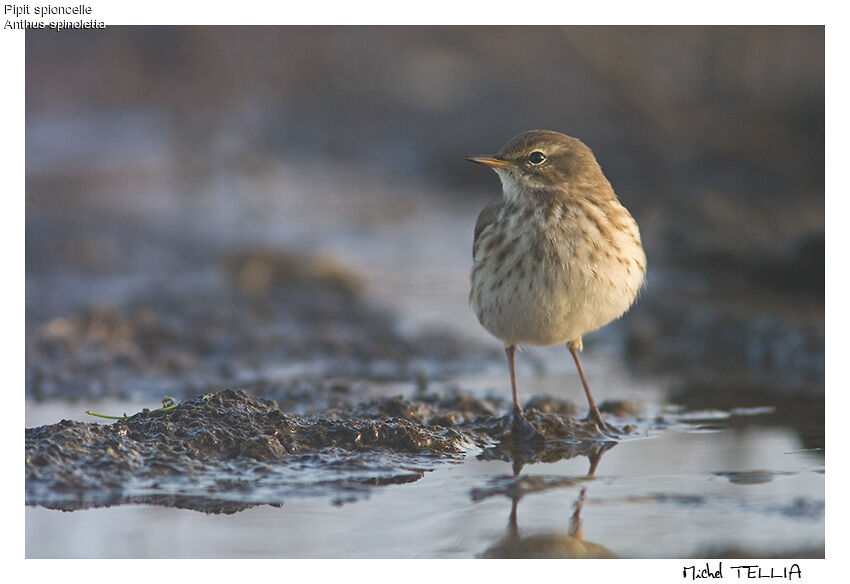 Water Pipit