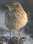 Water Pipit