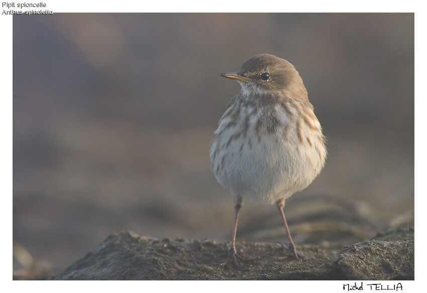 Pipit spioncelle