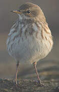 Water Pipit