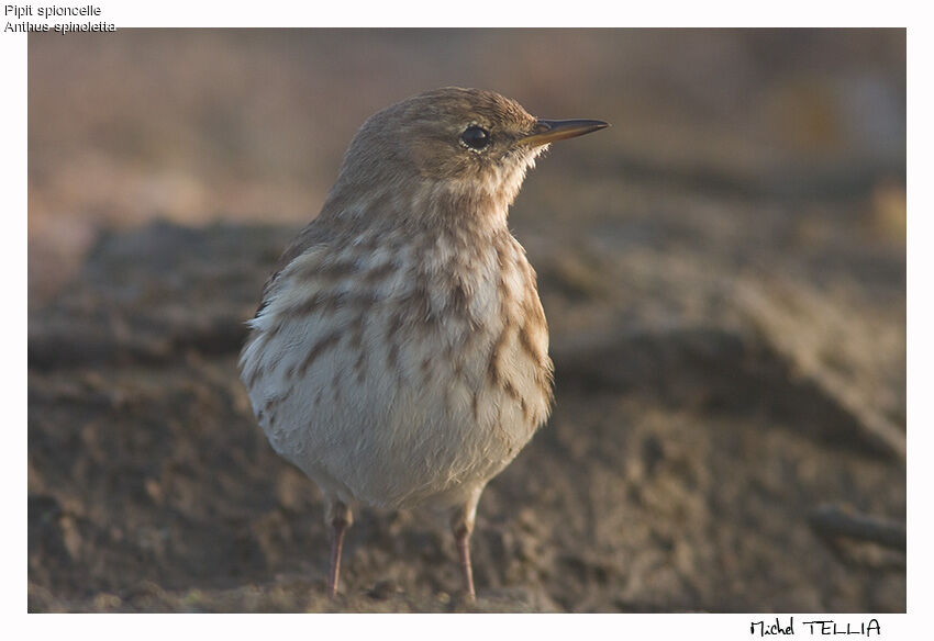 Water Pipit