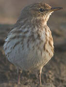 Water Pipit