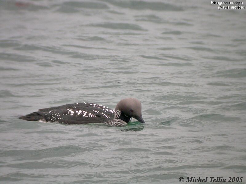 Plongeon arctique