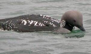 Black-throated Loon