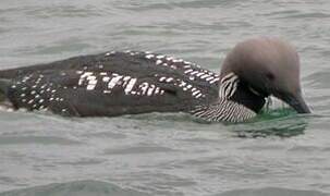 Plongeon arctique