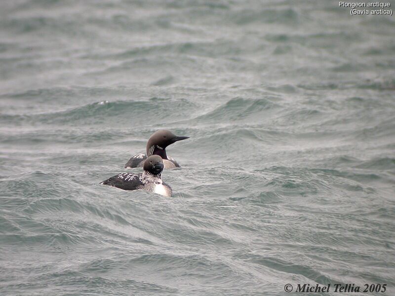 Plongeon arctique