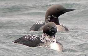 Plongeon arctique