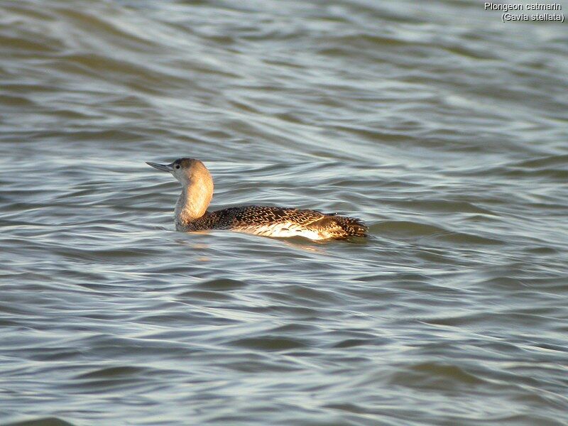 Plongeon catmarin