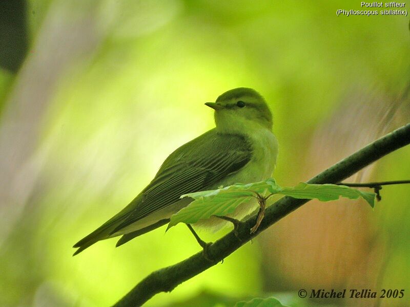 Wood Warbler