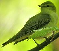 Wood Warbler