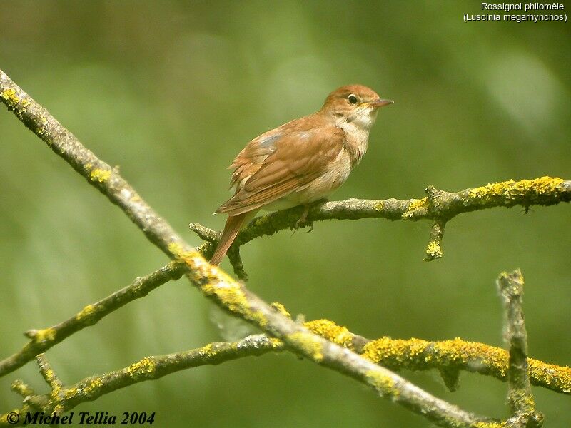 Common Nightingale