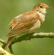 Common Nightingale