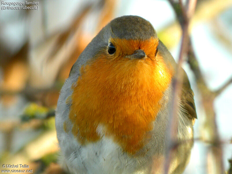 European Robin