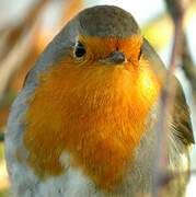 European Robin