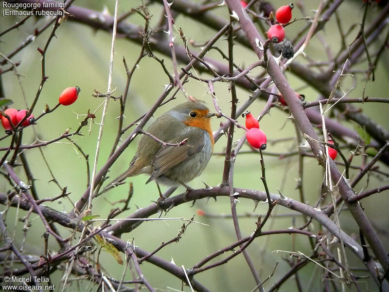 European Robin