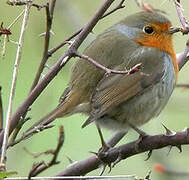 European Robin