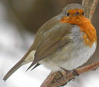 European Robin