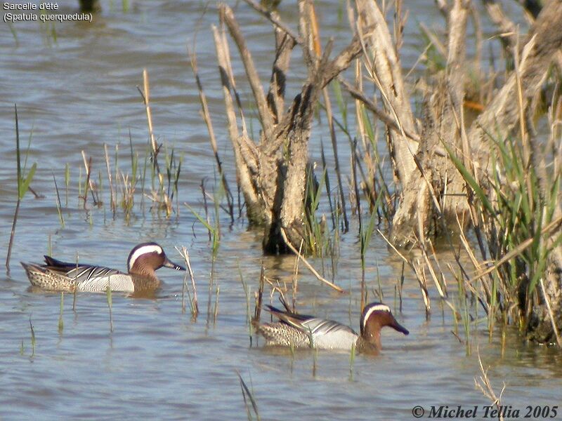 Garganey