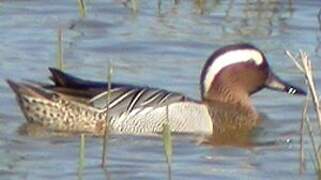 Garganey