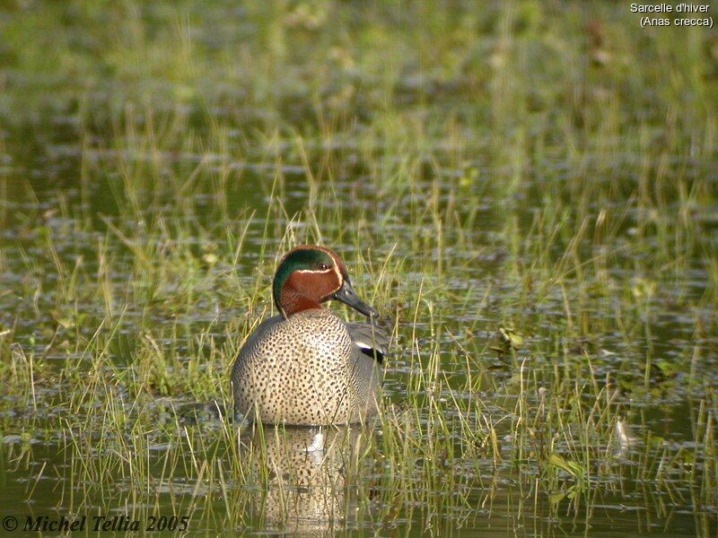 Eurasian Teal