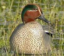 Eurasian Teal