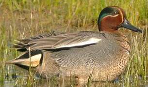 Eurasian Teal