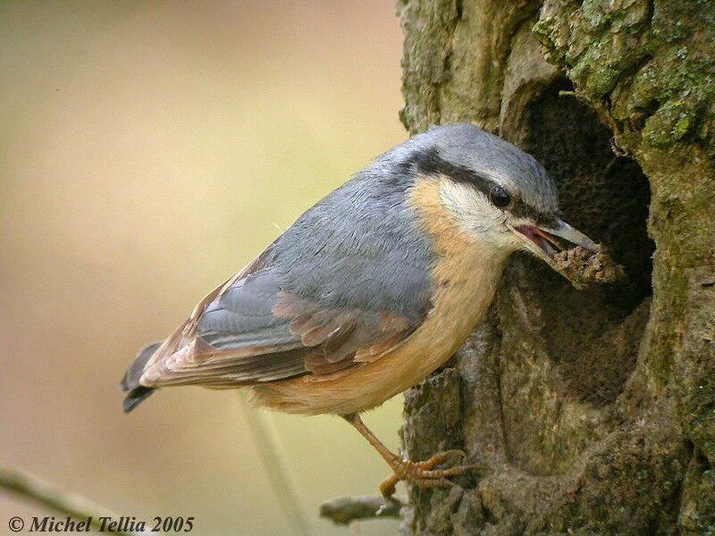 Eurasian Nuthatch