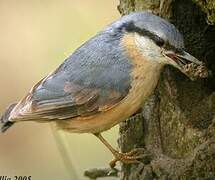 Eurasian Nuthatch