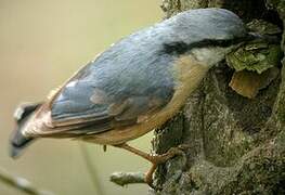 Eurasian Nuthatch