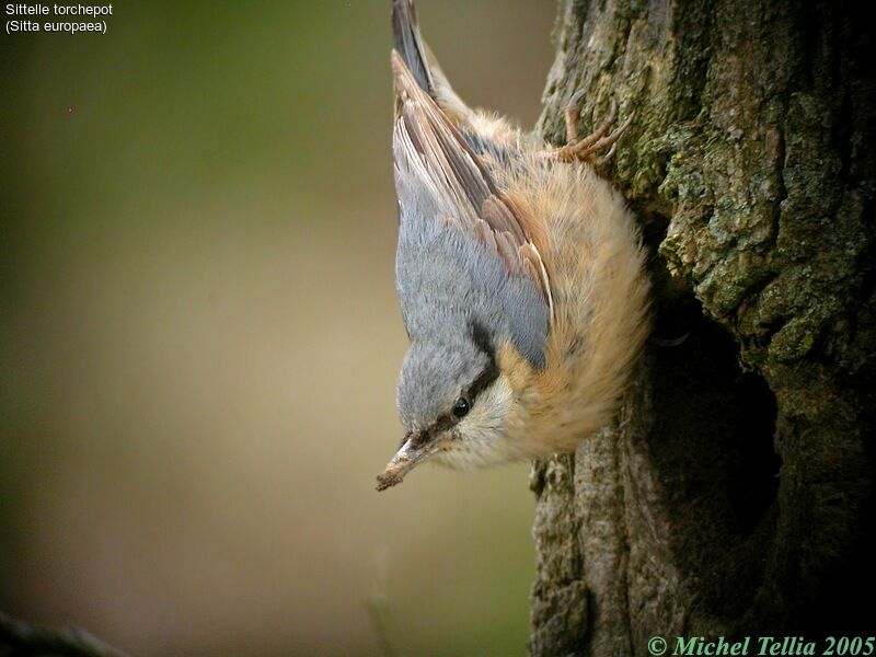 Eurasian Nuthatch