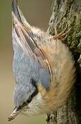 Eurasian Nuthatch